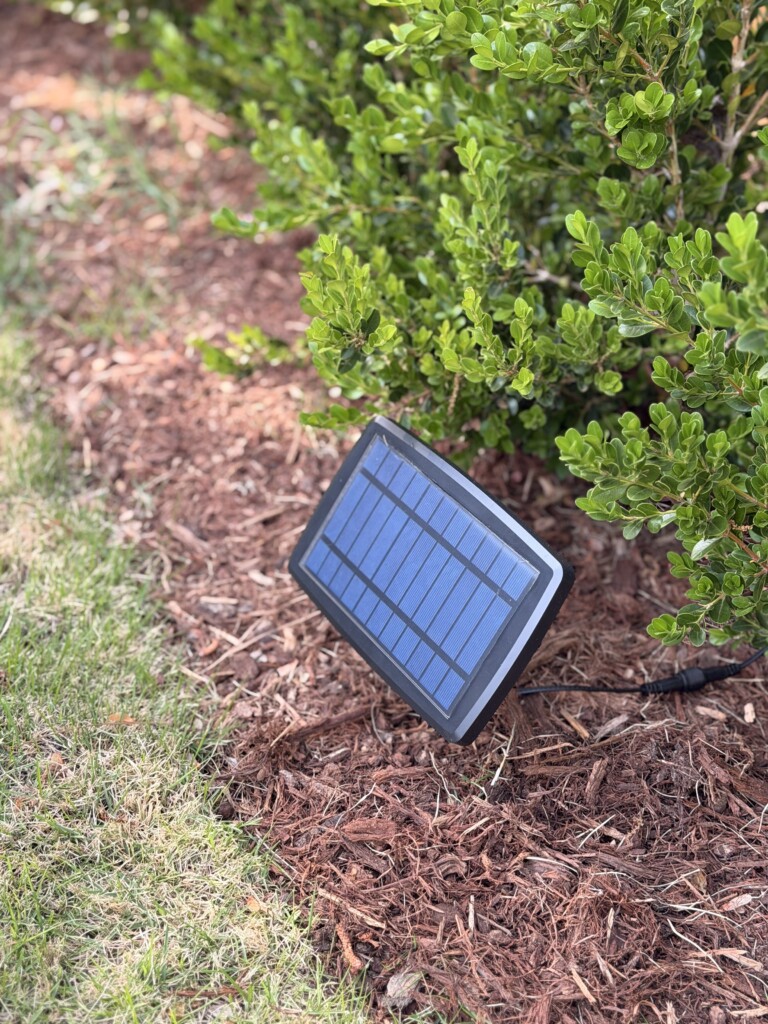 solar lights in garden