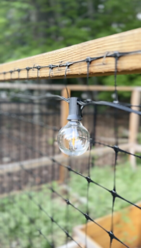 string lights in garden