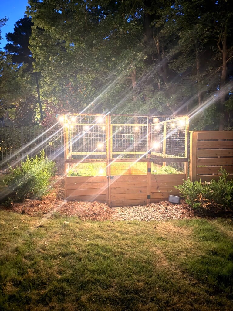 garden with string lights